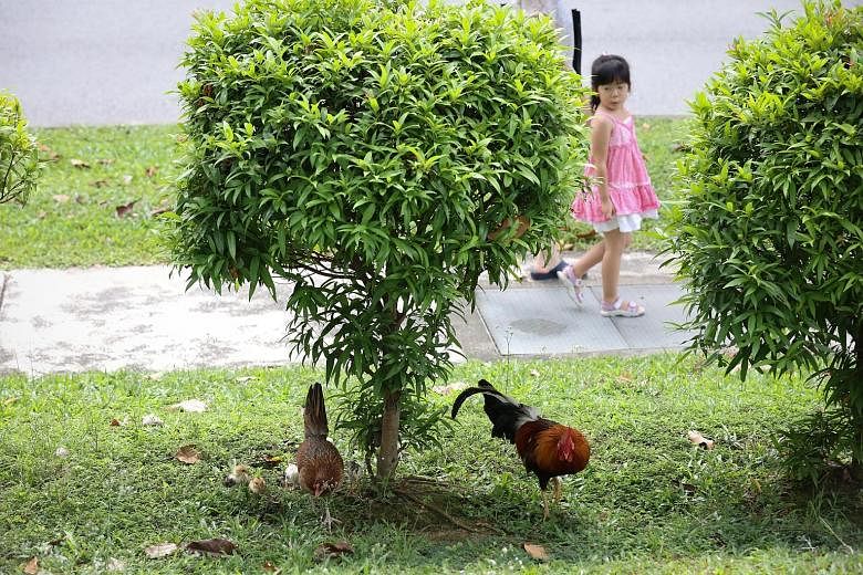 Chickens around Block 266 Tampines Street 21. The Tampines Town Council said it is working with animal welfare group Acres to rehome some chickens after several residents complained about the noise they make.