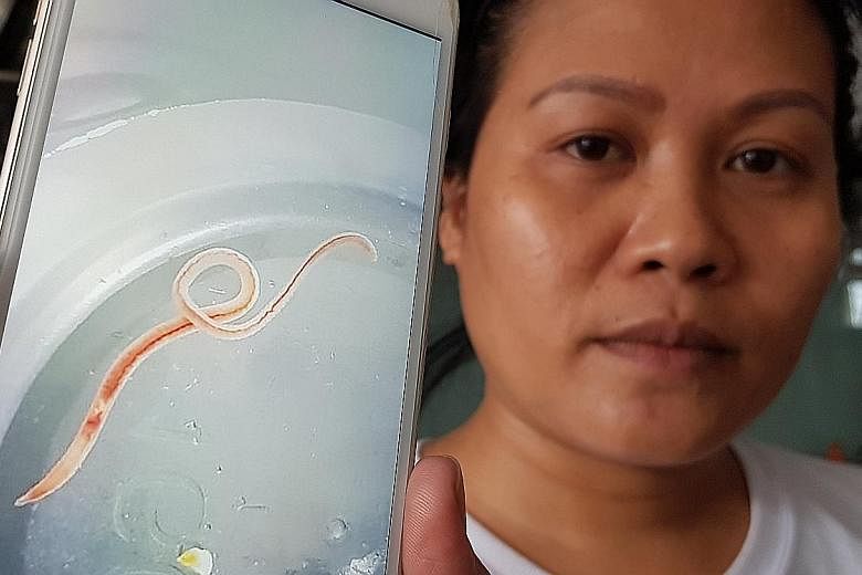 Maid Xue Li said a worm dropped into a baby bottle while she was washing it on Dec 6 under a kitchen tap. The PUB and Ang Mo Kio Town Council said no worms were observed when checks of water tanks and the pump room at the block were conducted.