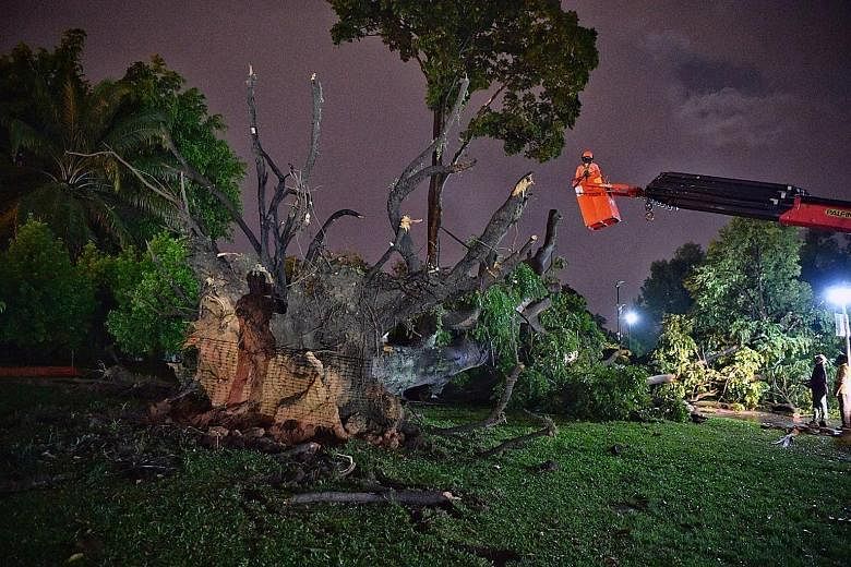 Workers clearing away the 21m-tall tree at Sembawang Park after the incident yesterday, which left 14 people injured. Ms Carine Yeo, 44, and her SMRT colleagues were eating at a park shelter when the tree fell on it.
