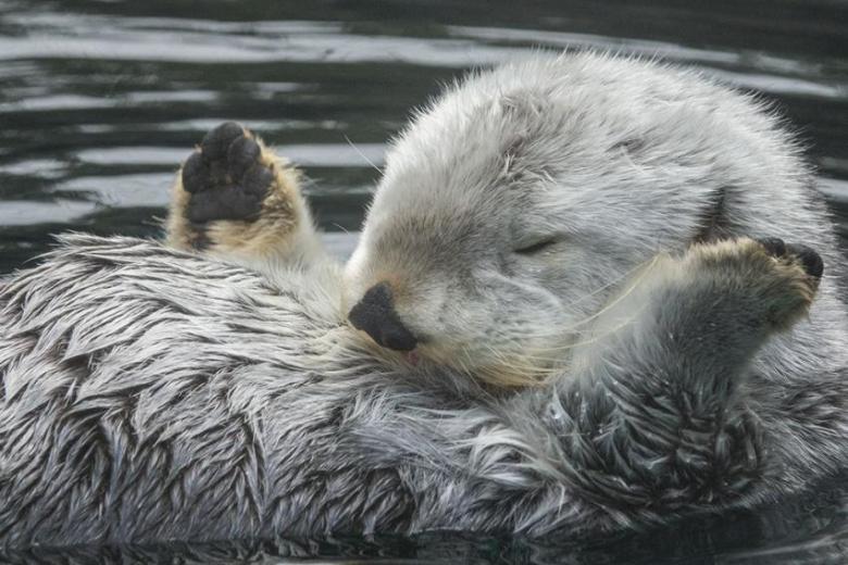 Slamdunking sea otter Eddie dies in Oregon Zoo at age 20 The Straits