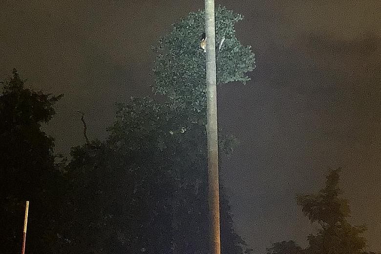 High poles, designed to mimic tree trunks, allow colugos to move as they would in a forested area, while rope bridges enable small animals such as monkeys to cross the road safely. Mandai Park Development hopes the measures will reap results over tim
