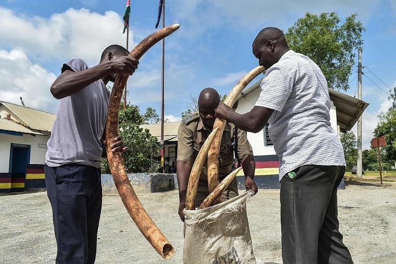 Kenyan police officers on Dec 5 with seized ivory weighing 55kg and with an estimated street value of 5.5 million Kenyan shillings (S$74,000). 