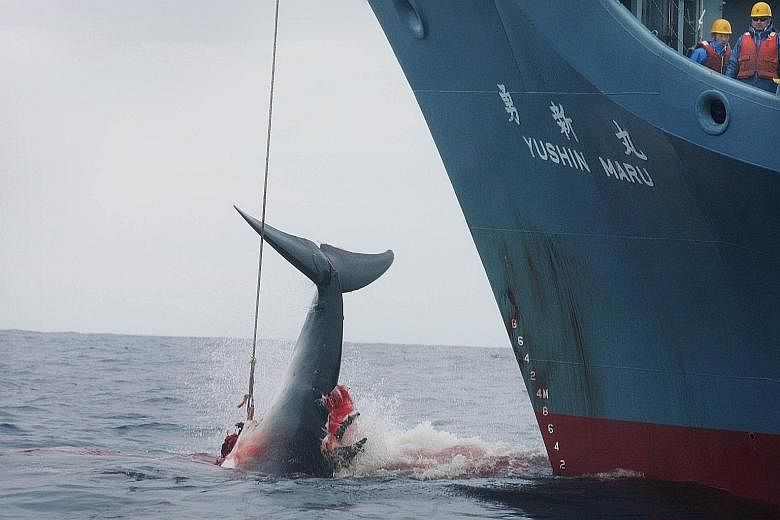 Greenpeace photo showing Japanese whalers injuring a whale with a harpoon in the Southern Ocean in January 2006. It took three more shots to finally kill the injured whale. Come July, Japan will no longer hunt whales in the Antarctic, but will resume
