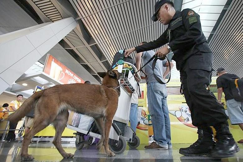 A bomb-sniffing dog at Manila's Ninoy Aquino International Airport. A US Homeland Security advisory says security at the airport was not "consistent" with international standards.