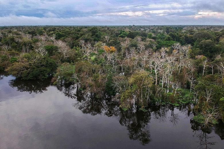 A view of the Mamiraua Sustainable Development Reserve in Brazil's Amazonas state. The beauty of bioacoustic data, the writer says, is that researchers can run algorithms to map soundscapes, allowing us to better understand ecological communities and
