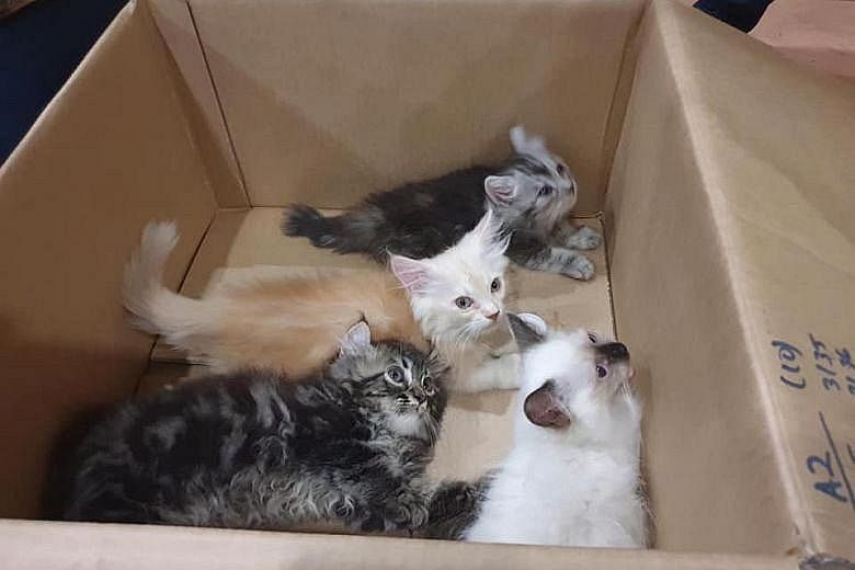 A 45-year-old Singaporean man allegedly tried to smuggle four live kittens into Singapore via Tuas Checkpoint on Wednesday, by hiding them in his trousers. But the kittens' meowing gave him away.