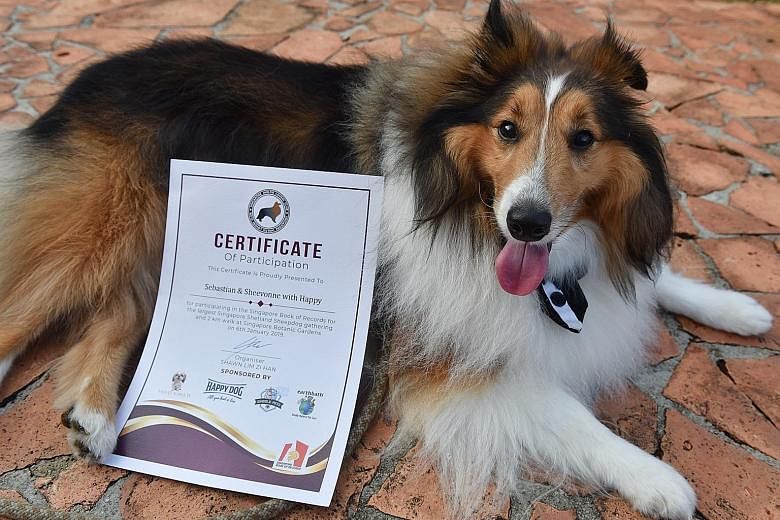 It was a bark-worthy event yesterday at the Singapore Botanic Gardens for many Shetland sheepdogs - or Shelties - and their owners. About 200 people and nearly 100 dogs joined the Singapore Sheltie Lovers Club - a non-profit organisation - to unleash