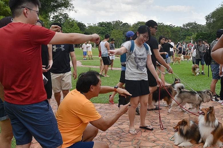 It was a bark-worthy event yesterday at the Singapore Botanic Gardens for many Shetland sheepdogs - or Shelties - and their owners. About 200 people and nearly 100 dogs joined the Singapore Sheltie Lovers Club - a non-profit organisation - to unleash