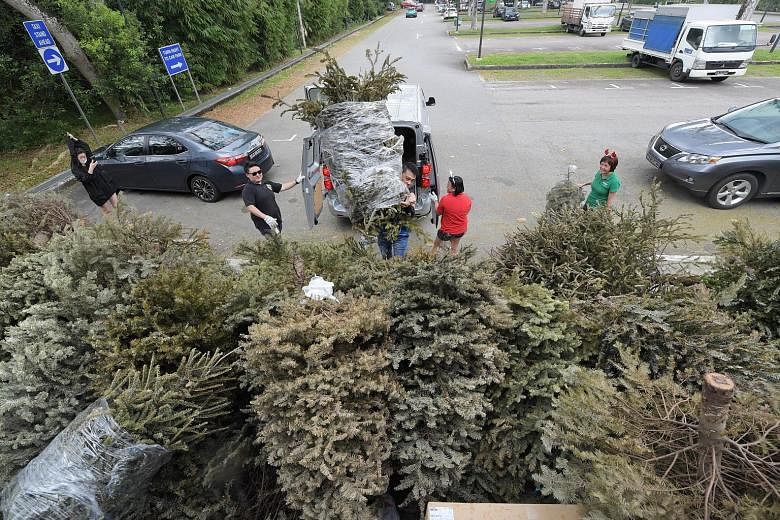 Some 300 pines and firs were collected at the Singapore Zoo's carpark on Saturday after the Wildlife Reserves Singapore appealed to the public to donate their live Christmas trees so that beavers and other animals at the zoo and River Safari can have