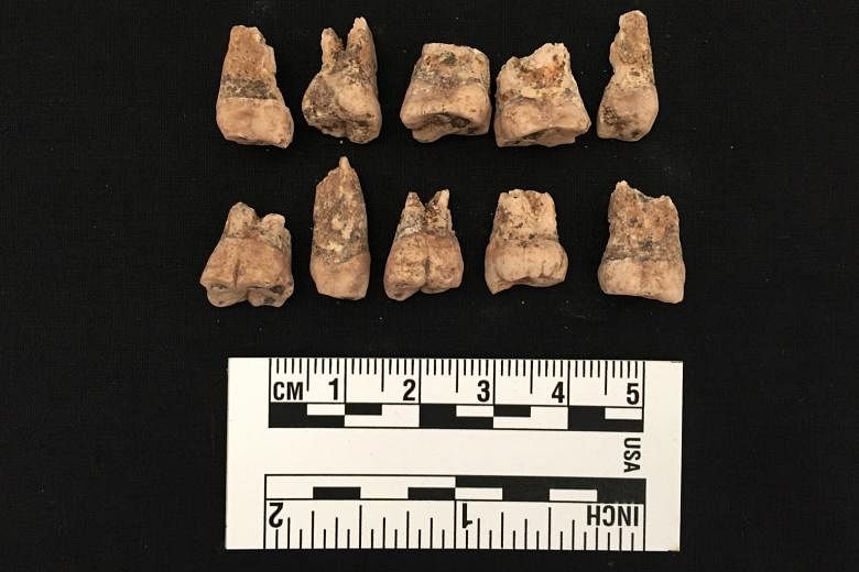 Above: Some of the teeth found scattered across the grounds of the Victoria Concert Hall during the dig by the Nalanda-Sriwijaya Centre's archaeology unit during the hall's redevelopment. Right: An artist's impression of the Victoria Concert Hall sit