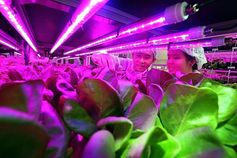 Republic Polytechnic second-year biotechnology students Lim Wei Han (left), 20, and Jocelyn Tew Zhi Ning, 19, inspecting plant growth in the hydroponic system at the Agriculture Technology Laboratory.