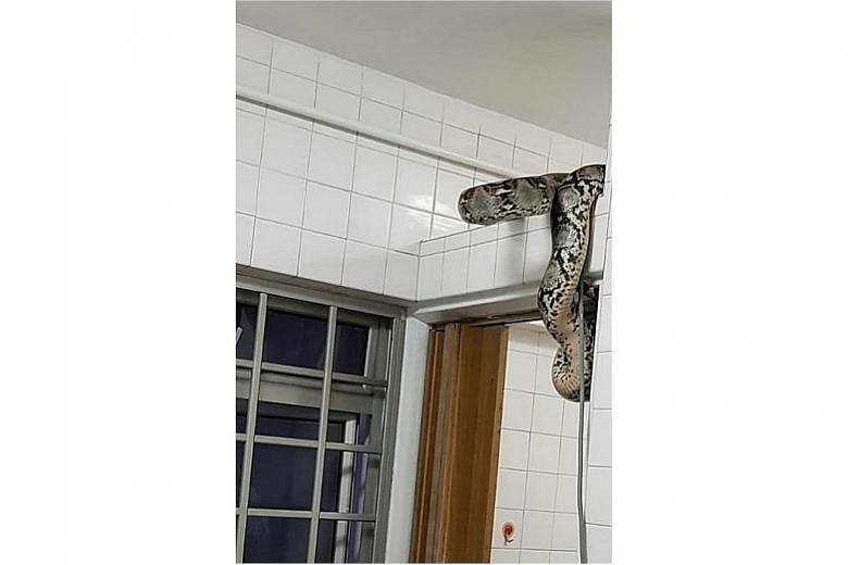 Australian family finds python taking a shower in their bathroom