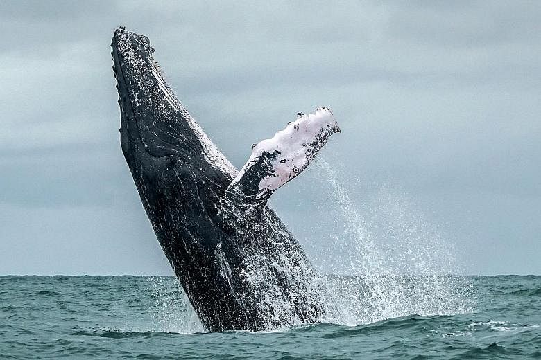 A new study has found an unexpected singing pattern among humpbacks: Once their songs reach a certain level of complexity, they drop that tune entirely and pick up a new, simpler one.