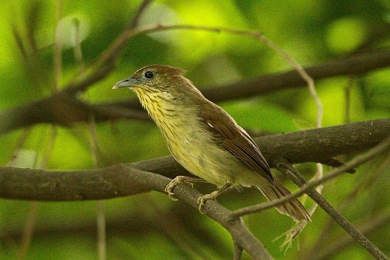 A pin-striped tit babbler at Kent Ridge Park. By analysing genetic material in samples taken from 46 babblers here, scientists traced the trail of genetic decline to about 50 years ago, when large parts of Singapore were urbanised.