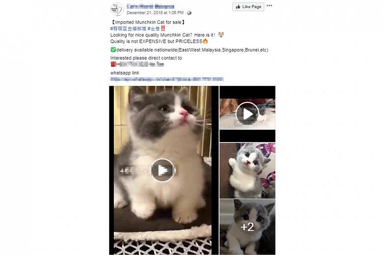 Birds that a man tried to smuggle into Singapore on Dec 21. Dogs, cats and birds are the three most common smuggled non-exotic pet animals. Facebook posts advertising a toy poodle and a munchkin cat for sale. Importing animals without an AVA permit i