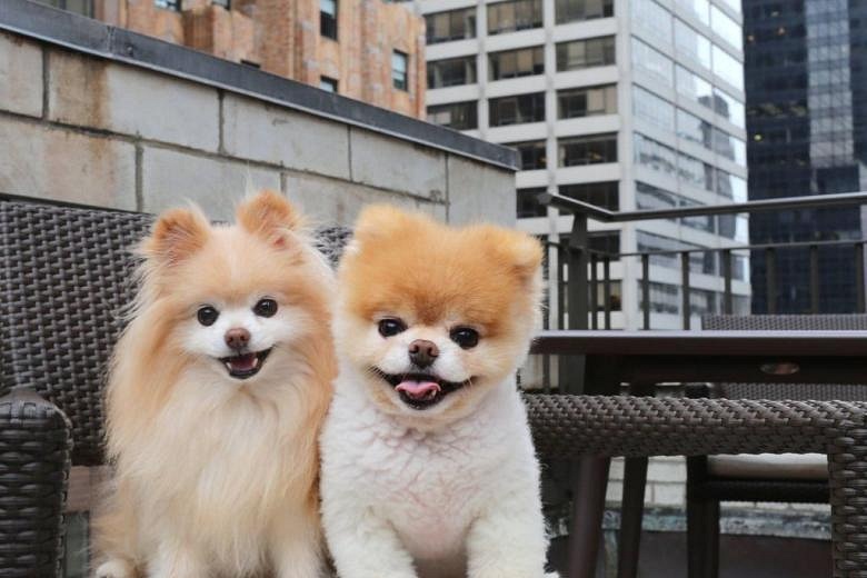 Pomeranian boo and sales buddy