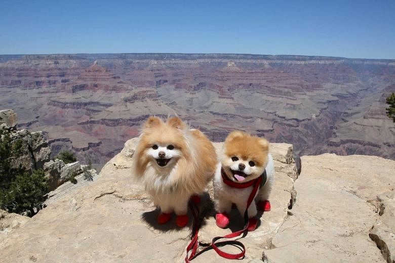 Boo dog and store buddy