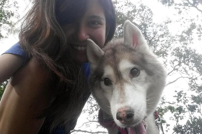Video producer Denise De Cruz, 25, spent almost $30,000 to treat her Siberian husky Cody who was diagnosed with cancer. The treatment included three blood transfusions. Cody died last November and Miss De Cruz did not regret footing the hefty medical