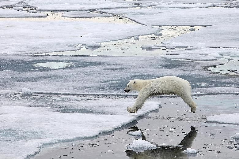 A polar bear in the Svalbard Islands in Norway. Minister of State for Foreign Affairs Sam Tan said melting polar ice caps "pose a threat not just to the surrounding region, but to low-lying islands such as Singapore".