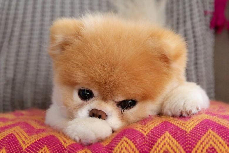 Famous sales pomeranian dog