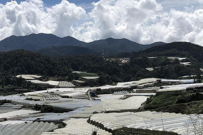 Large farms with white roofs in the Blue Valley region of Cameron Highlands, taking over what was once covered by rainforest.