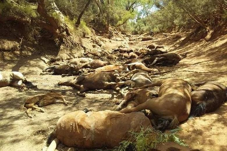 Dead brumbies, or feral horses, found in a dried-up waterhole in the Northern Territory on Thursday are shown in a photo released by AAP. Australia is reeling from a heatwave that peaked when Adelaide topped 47.7 deg C.