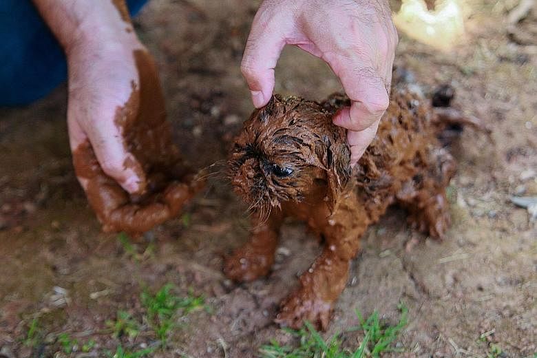 A puppy being cleaned of mud after the collapse of the dam, which released a wave of red iron ore waste.