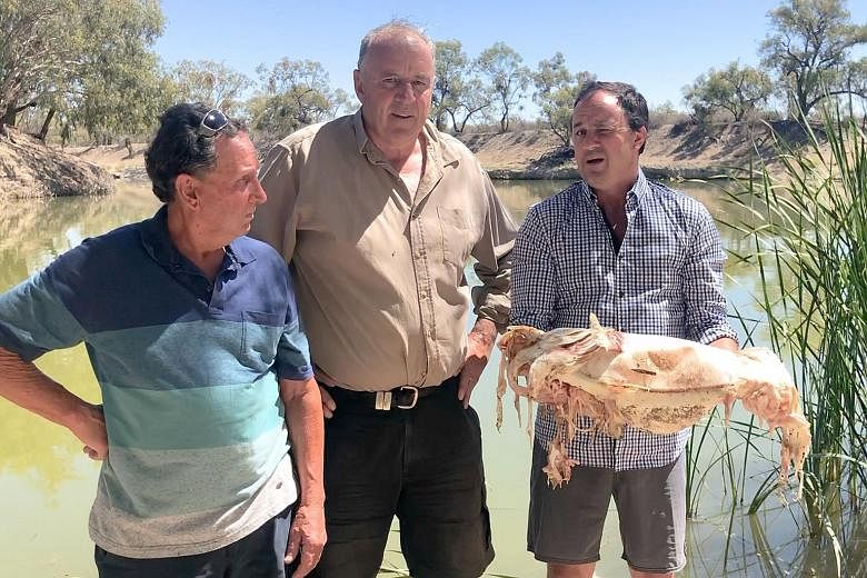 Independent New South Wales MP Jeremy Buckingham holding a decades-old Murray cod, killed in a mass fish death in the Darling River. With him are farmers Dick Arnold (left) and Rob McBride.