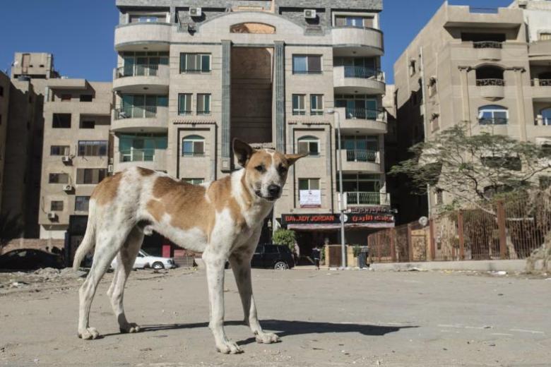 In Egypt, stray dogs pose growing urban challenge The Straits Times