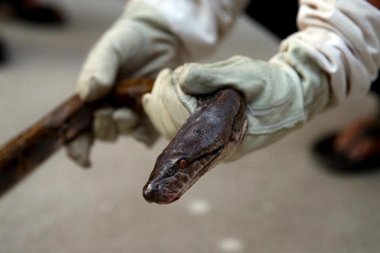 It's So Hot In Australia That Snakes Are Seeking Refuge In People's ...