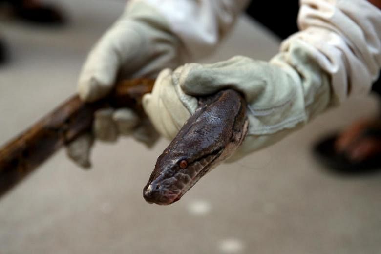 Australia: Thirsty snakes slither into toilets