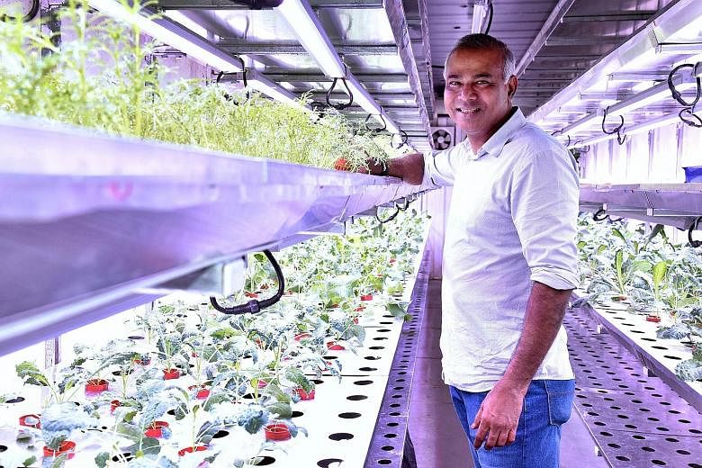 Mr Veera Sekaran of VertiVegies, which grows vegetables in clean rooms housed in Singapore's largest indoor farming facility.