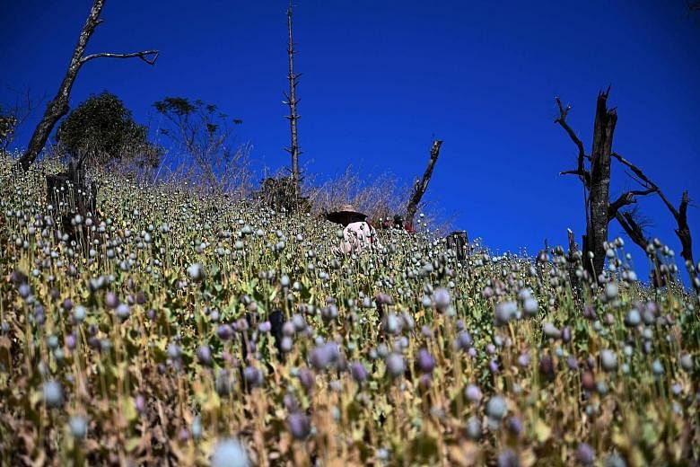 A farmer working in an illegal poppy field in Hopong, Myanmar's Shan state, on Sunday. Fields of purple opium poppy stretch across the pastures and peaks of mountainous eastern Myanmar, with many farmers reluctant to give up the profitable cash crop 