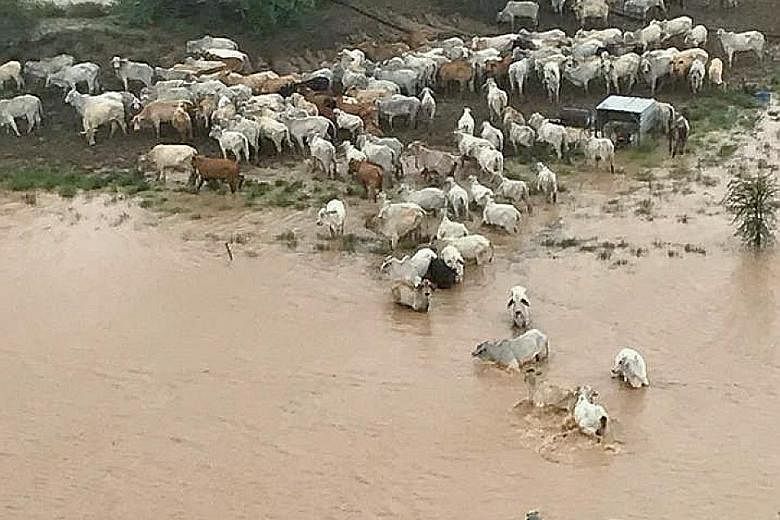 Above: Cattle weakened from the severe drought in a flooded area near Julia Creek township in Queensland on Thursday. Left: A herd of cattle trapped by flood waters.