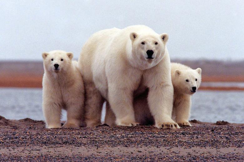 Aggressive polar bears 'invading' Russian Arctic archipelago The