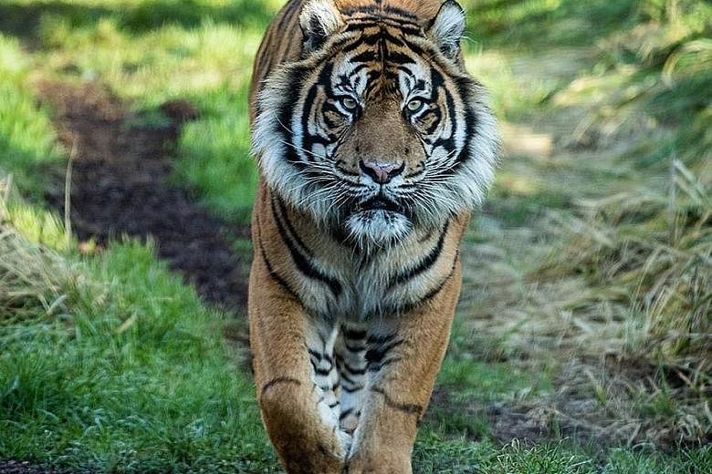 Zookeepers at the London Zoo were hoping to introduce this rare Sumatran tiger, named Asim, to their resident tiger, as part of a Europe-wide conservation programme for the endangered subspecies but he killed the female tiger instead.