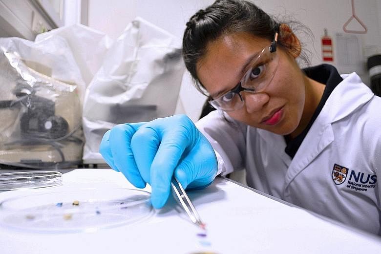 PhD student Emily Curren examining microplastic samples collected from coastal areas of Singapore. The plastic items, smaller than 5mm each, form a habitable surface for marine bacteria to colonise.