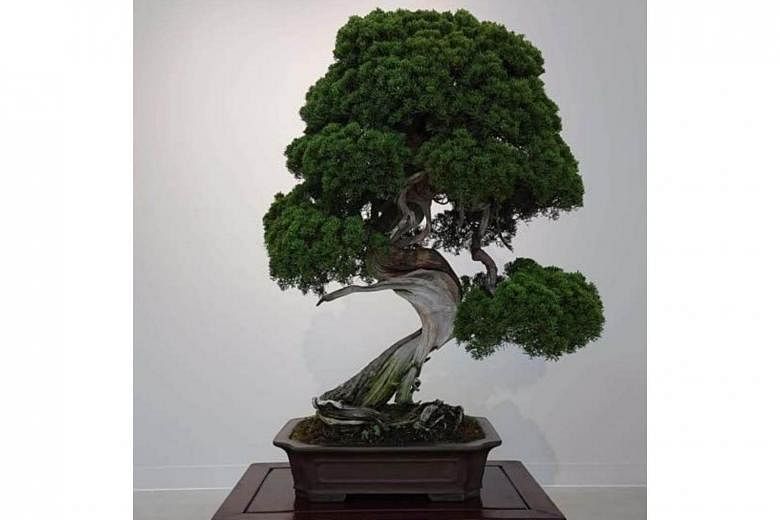 Bonsai tree stolen in Japan: Owners hope 400-year-old tree is watered