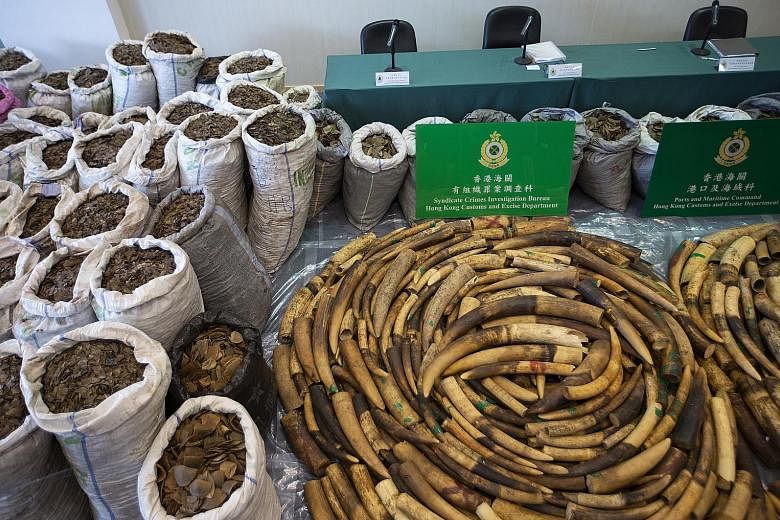 Elephant tusks weighing more than 2 tonnes and over 8 tonnes of pangolin scales on display at a Hong Kong Customs and Excise Department press briefing in Kowloon on Feb 1. Between 2013 and 2017, Hong Kong seized 43 tonnes of pangolin scales and carca
