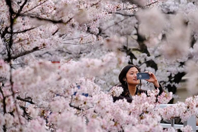 Sakura season is big business in Japan. Blooms begin as early as March in southern Kyushu and appear as late as May in northernmost Hokkaido.