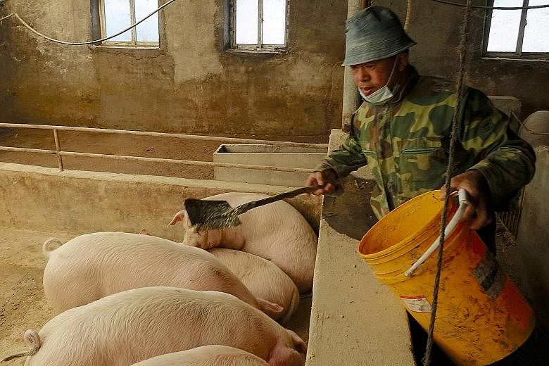 A pig farm in Liaoning province, China. The likelihood of higher pork prices as the African swine fever dents supply could have played a part in driving up the pig farmers' performance on the exchange index, say analysts.