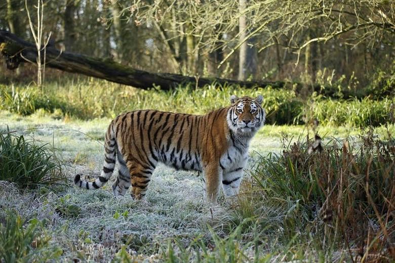 Zookeeper Killed by Rare White Tiger in Japan