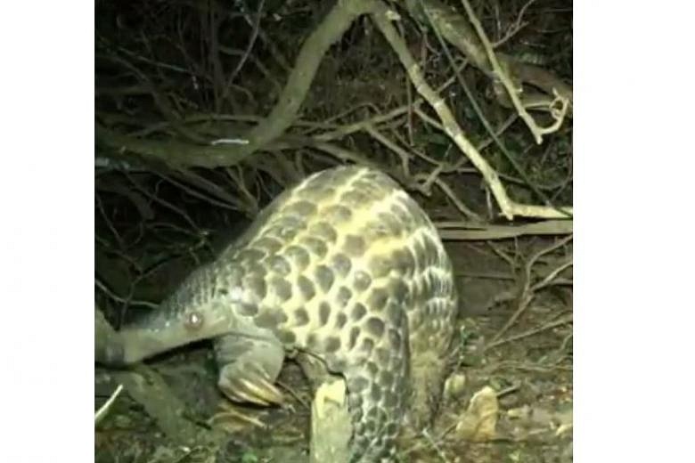 New Footage Released Of Rare Giant Pangolins In Africa 