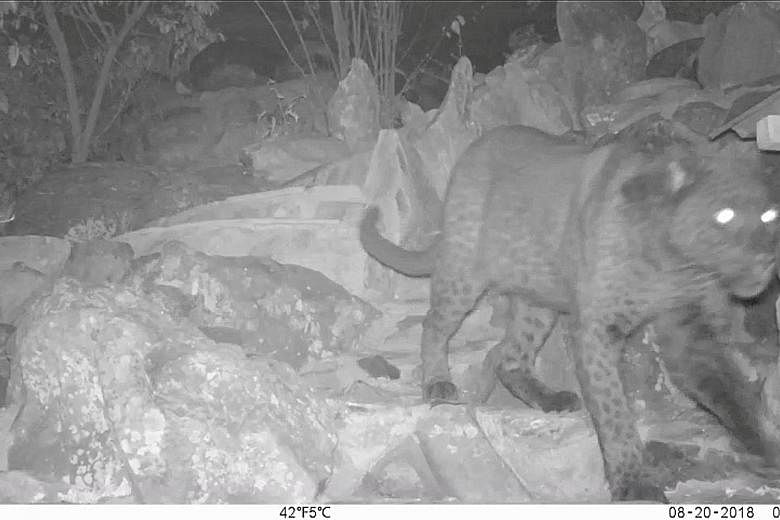Camera traps have captured rare footage of a melanistic leopard, otherwise known as black panther, in Kenya, say scientists from the San Diego Zoo.