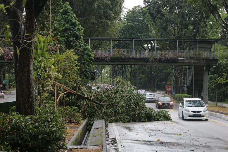 Car Hit By Falling Tree In Upper Thomson Road After Heavy Rain On ...