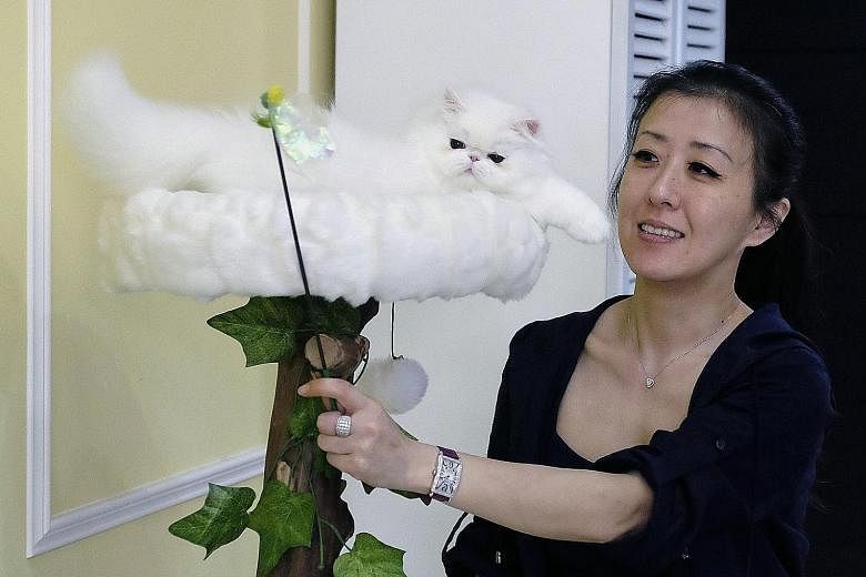 Taiwanese cat breeder Chang Chin-yi plays with one of the many persian cats she owns. A Hong Kong woman allegedly stole two persian kittens from Ms Chang's flat and smuggled the cats under her clothes through Taiwan's airport to Hong Kong.