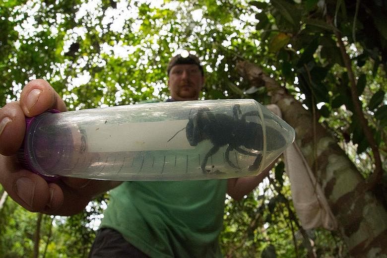 Left: The Wallace's giant bee, not seen since 1981, was found in Indonesia's North Moluccas islands last month. Above: It is approximately four times larger than a European honeybee