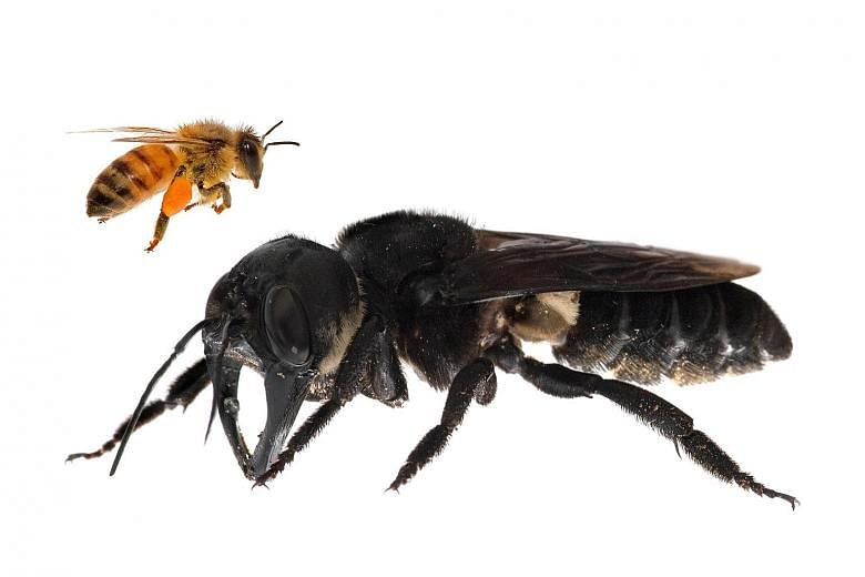 Left: The Wallace's giant bee, not seen since 1981, was found in Indonesia's North Moluccas islands last month. Above: It is approximately four times larger than a European honeybee