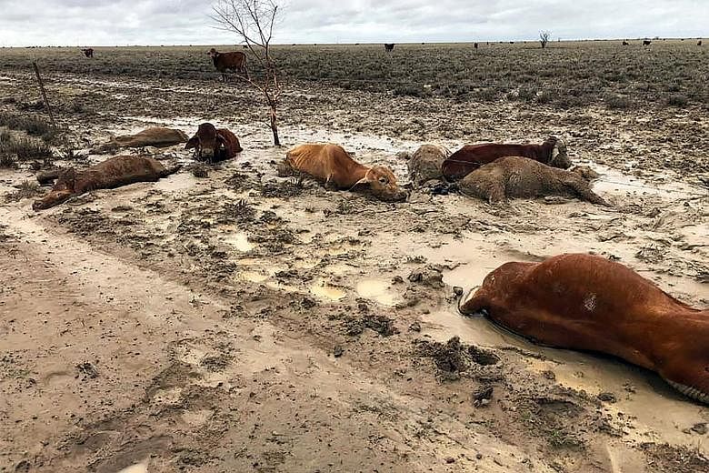 Cattle in a flooded area near Julia Creek township in Queensland earlier this month. Heavy rain in recent weeks has led to herds being washed away and paddocks losing almost their entire stock. The full impact of the flooding is yet to be determined,