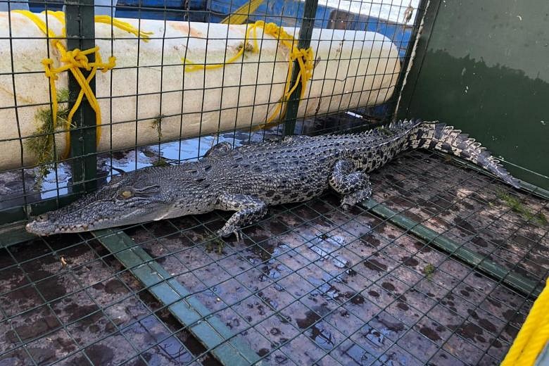 1.7m crocodile at Lower Seletar Reservoir caught by PUB, NParks | The ...